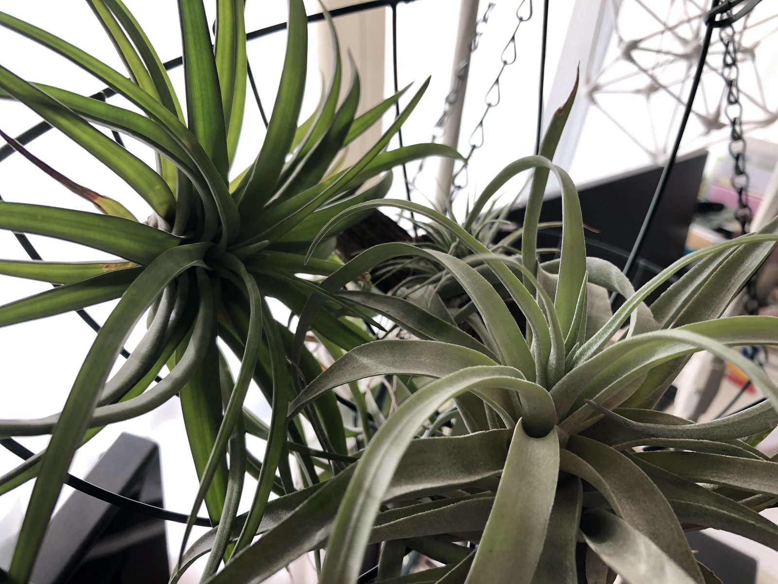 f:id:cimacox:20190130085006j:plain f:id:cimacox:20190130085006j:plain