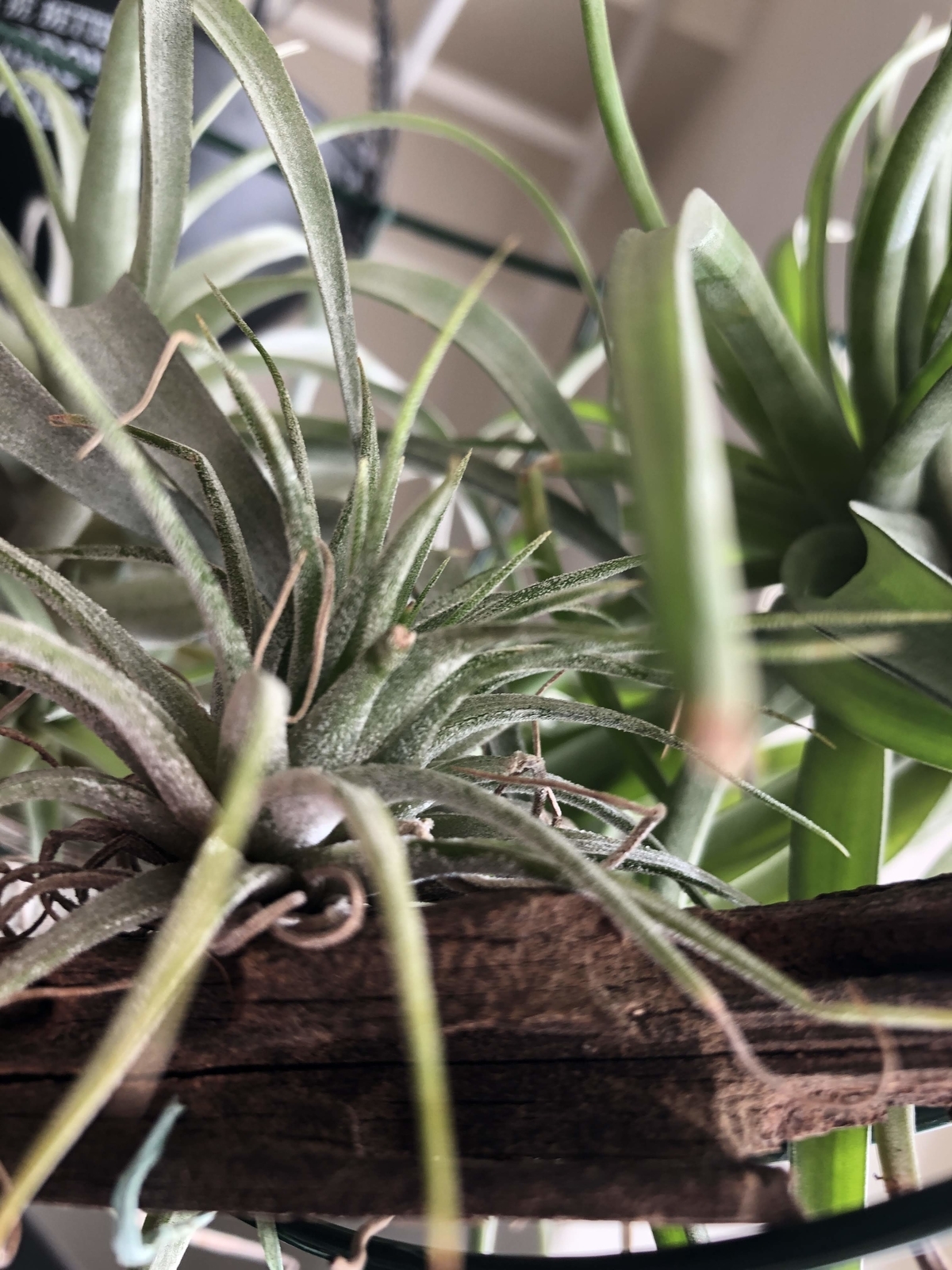 f:id:cimacox:20190130085021j:plain f:id:cimacox:20190130085021j:plain