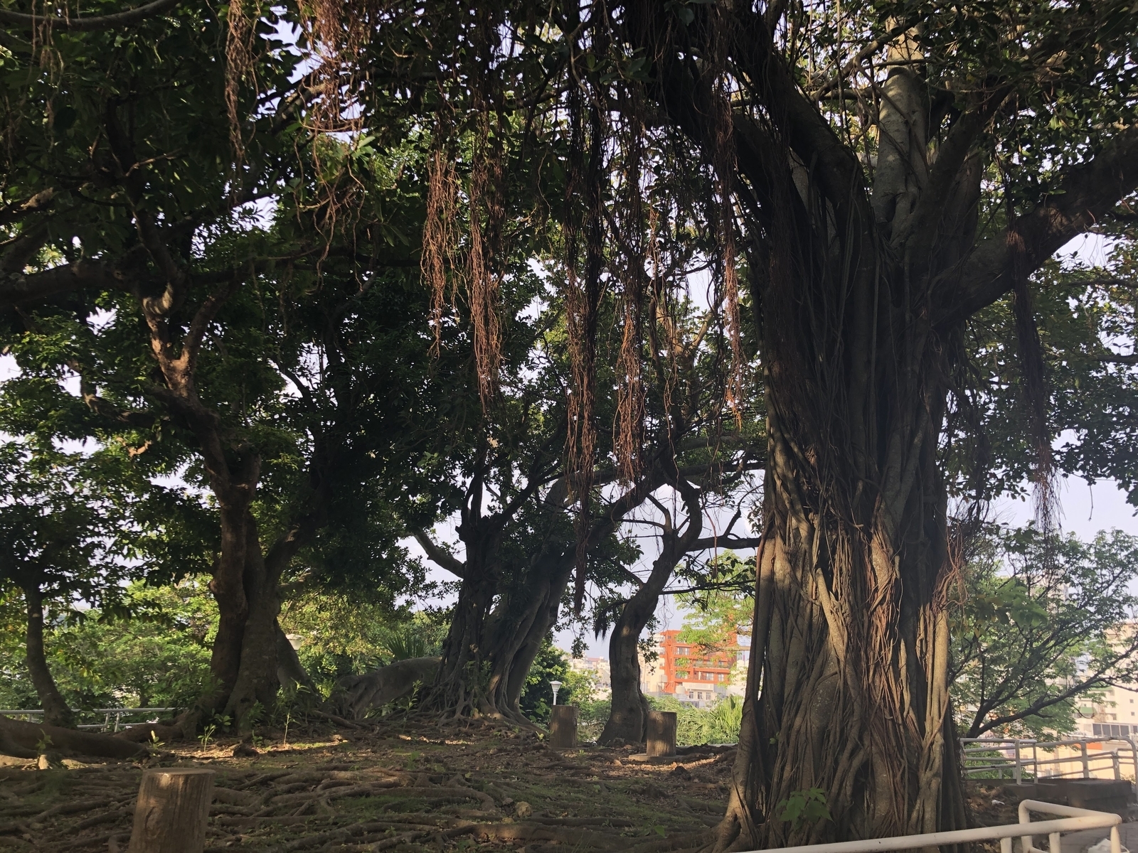 f:id:cimacox:20190527071124j:plain f:id:cimacox:20190527071124j:plain