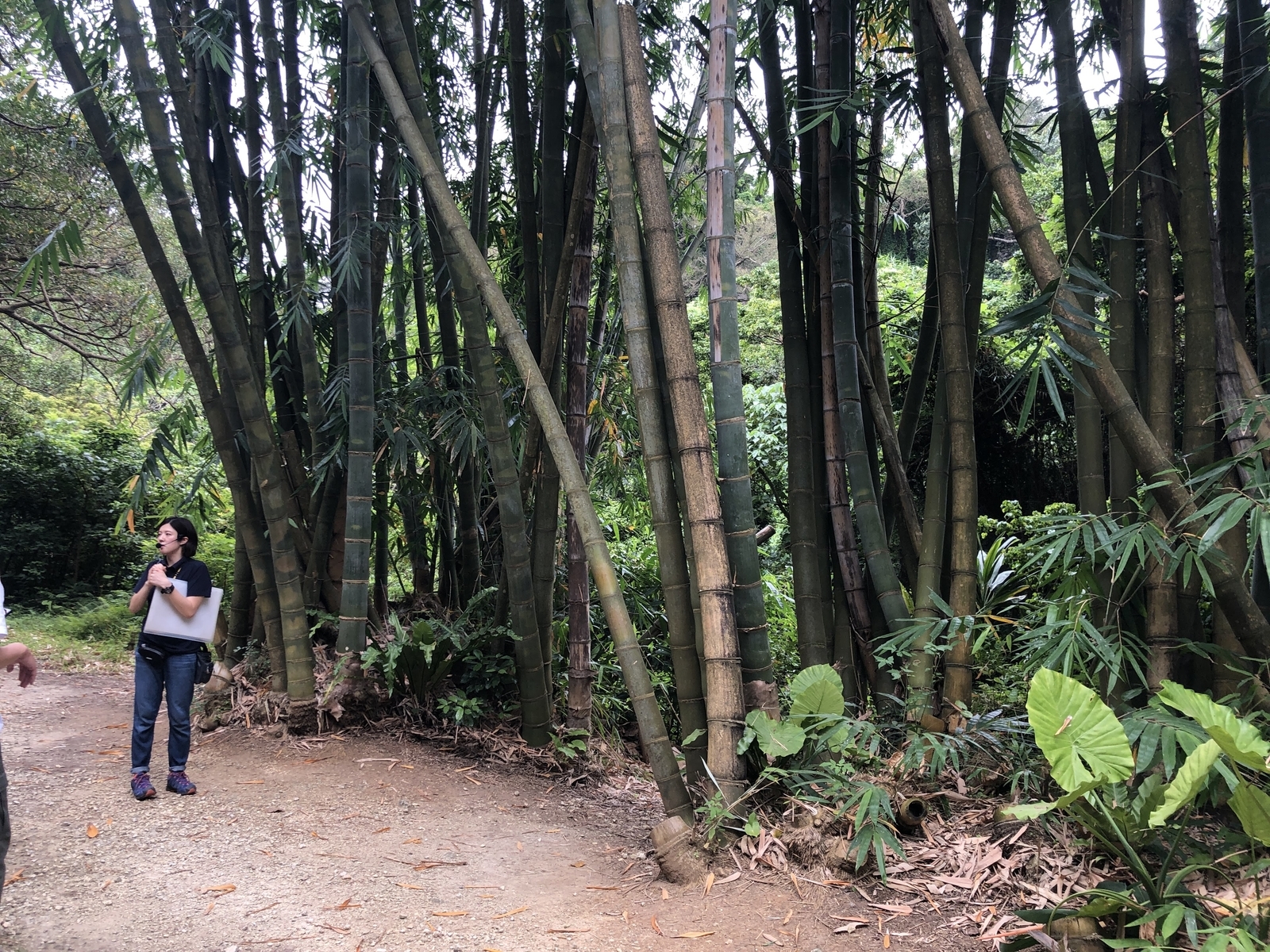 f:id:cimacox:20190527141947j:plain f:id:cimacox:20190527141947j:plain