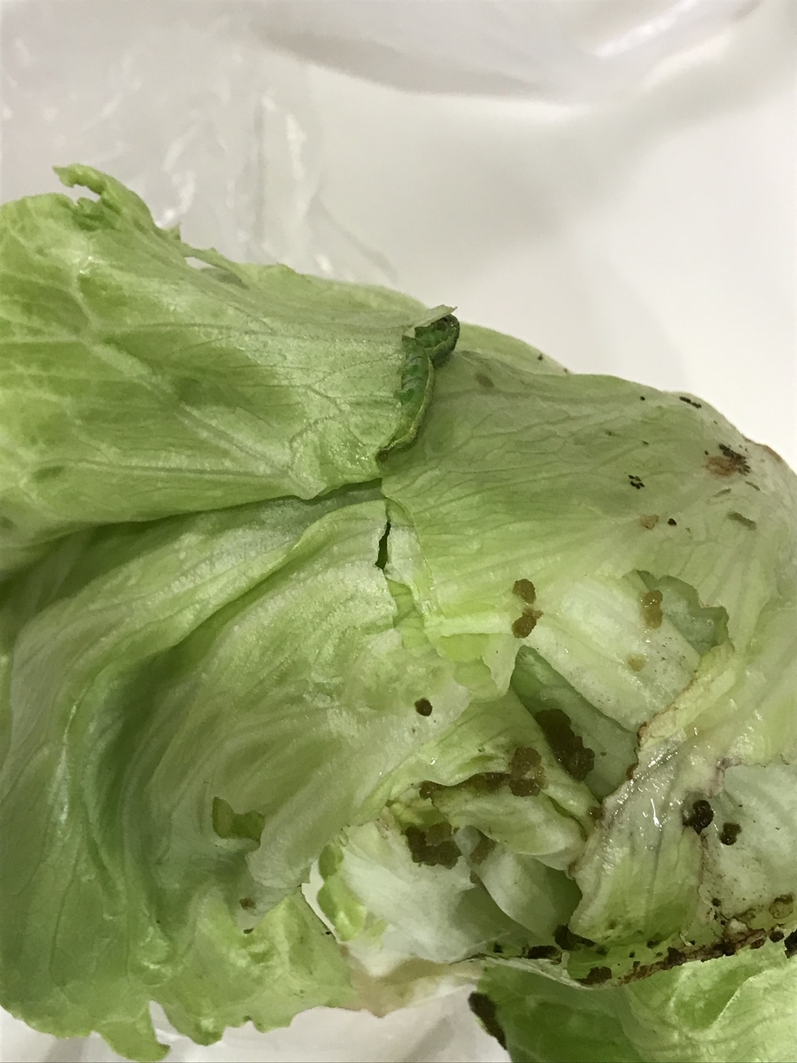 スーパーで買ったキャベツ でなくレタスに青虫が アラフォー夫の独り言