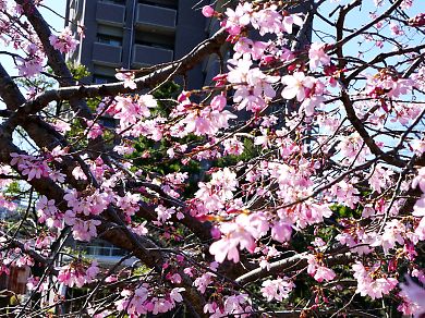 f:id:cimausu:20150326011831j:image