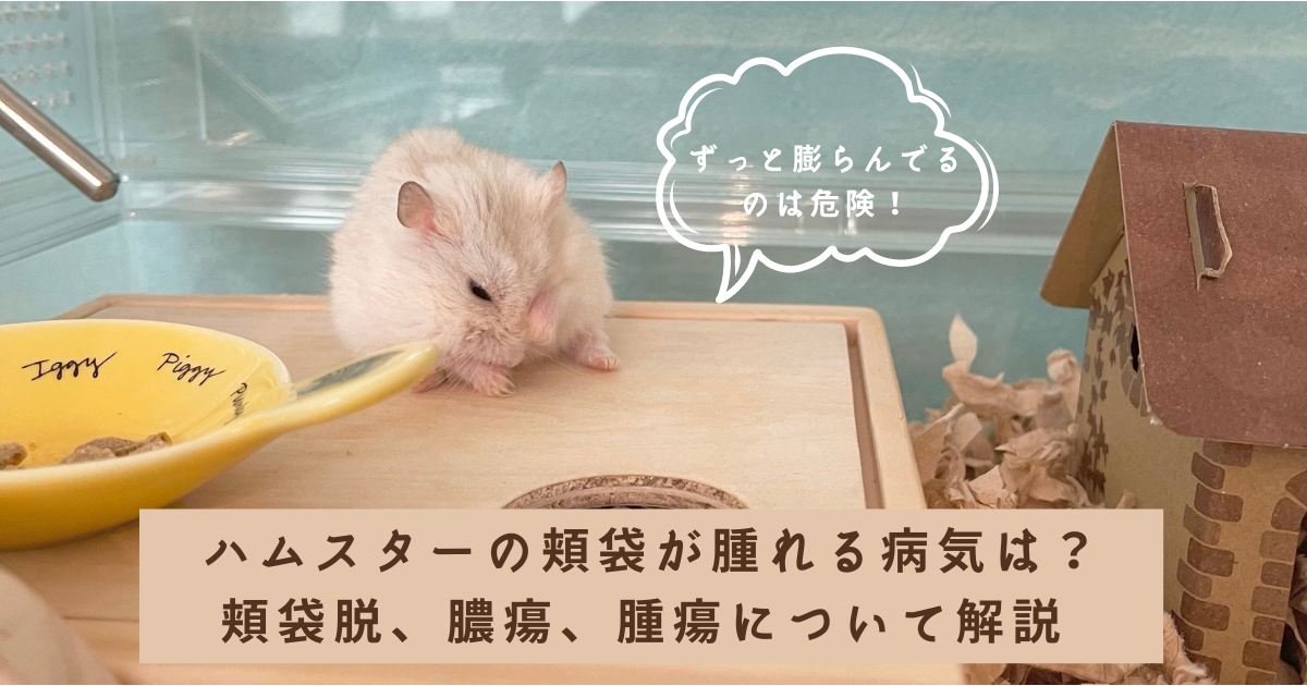 ハムスターの頬袋が腫れる病気は？頬袋脱、膿瘍、腫瘍について解説 - 20221207122411