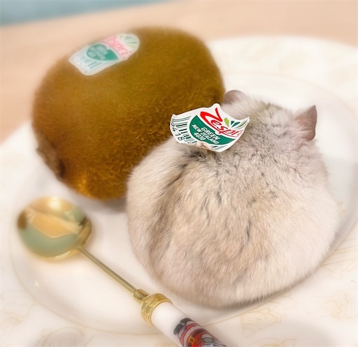 f:id:cinnamon_blog:20230302220720j:image