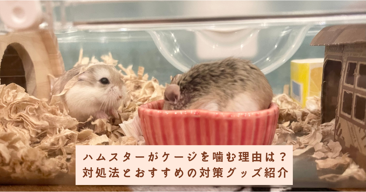 ハムスターがケージを噛む理由と対処法!おすすめの対策グッズもご紹介 - 20230424135203