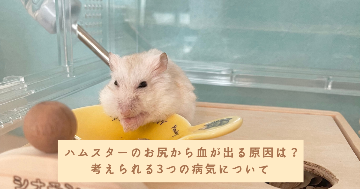 ハムスターのお尻から血がでる原因は?考えられる3つの病気 - 20230511110516 ハムスターのお尻から血がでる原因は?考えられる3つの病気 - 20230511110516
