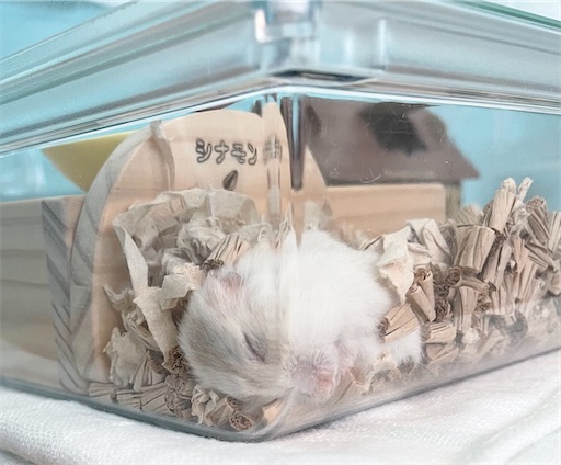 ハムスターお迎えできるよセット(汚れあり ハムスターお迎えできるよセット(汚れあり