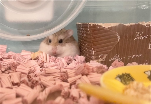 ハムスターお迎えできるよセット(汚れあり