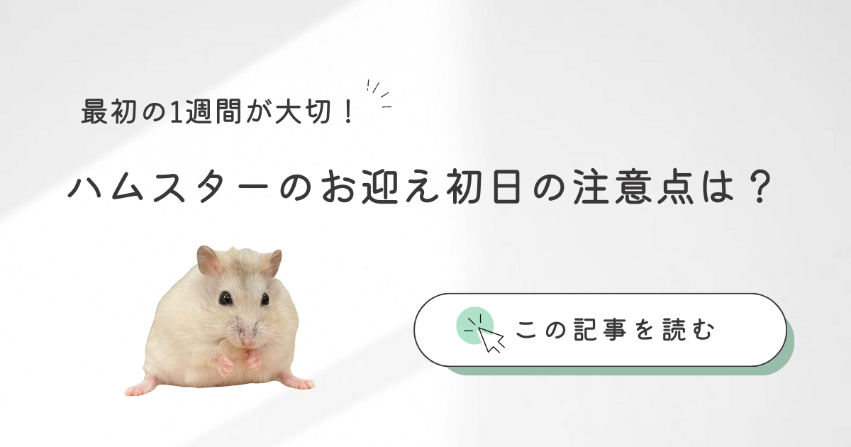 ハムスターお迎え初日の注意点は？飼い始めや最初の1週間のポイント