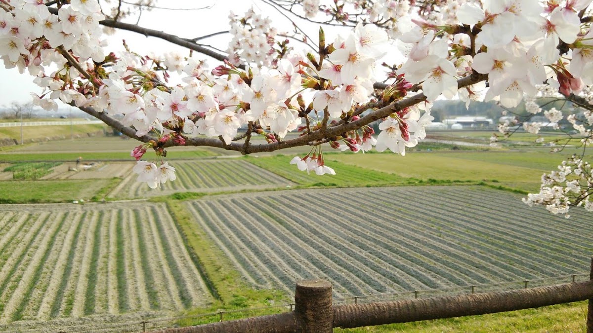 f:id:cinnamoncake:20190408210537j:plain f:id:cinnamoncake:20190408210537j:plain
