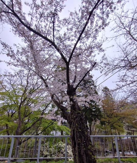 f:id:cinukarkamuy:20241206230030j:image