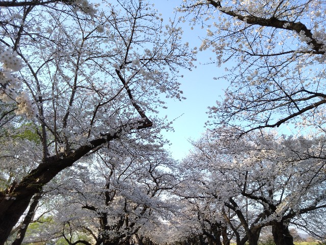 f:id:cinukarkamuy:20241208121136j:image