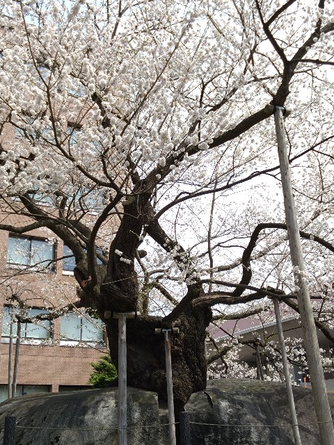 f:id:cinukarkamuy:20241208123322j:image