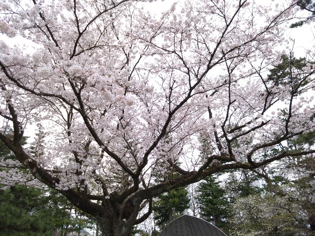 f:id:cinukarkamuy:20241208214653j:image