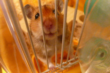 f:id:cioccolato:20080405220353j:image f:id:cioccolato:20080405220353j:image