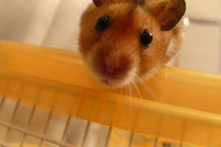 f:id:cioccolato:20080405221354j:image f:id:cioccolato:20080405221354j:image