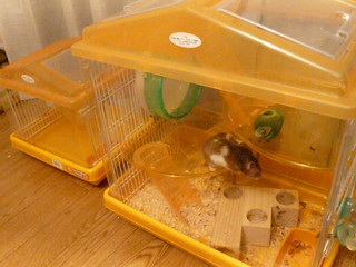 f:id:cioccolato:20080405221810j:image f:id:cioccolato:20080405221810j:image