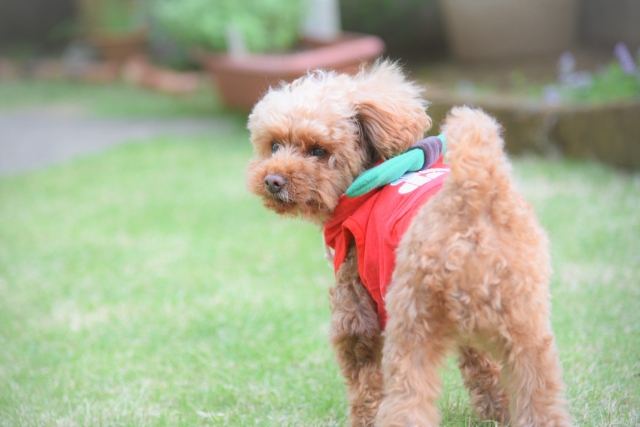 トイプードルの困りごと トラブル 吐き戻しの原因とは 飼いやすい犬トイプードルの初心者向けブログ