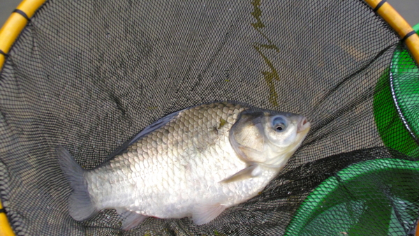 f:id:cippillo:20110625134237j:image