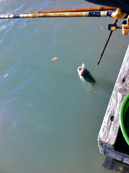 f:id:cippillo:20111120195537j:image