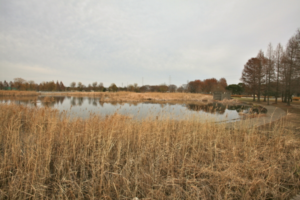 f:id:cippillo:20120106150324j:image