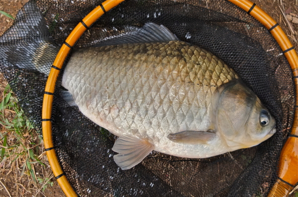 f:id:cippillo:20120429130639j:plain