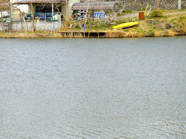 天神沼（埼玉県吉見） - 水辺遍路