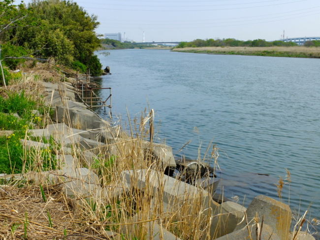 相模川神川橋下流 神奈川県平塚 水辺遍路