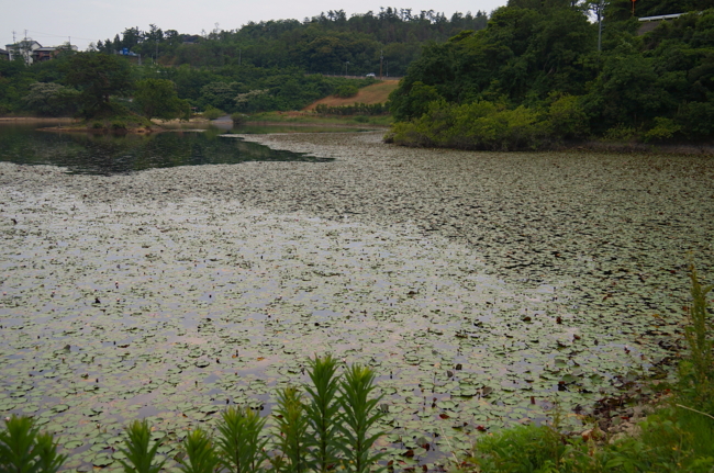 f:id:cippillo:20130621124816j:plain