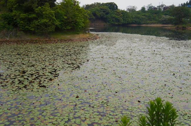 f:id:cippillo:20130621124817j:plain