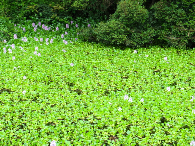 f:id:cippillo:20130629140434j:plain