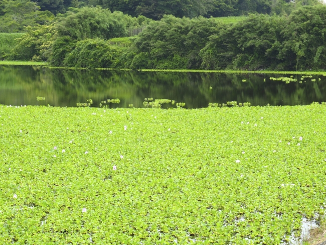 f:id:cippillo:20130629140436j:plain