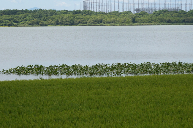 f:id:cippillo:20130818164420j:image