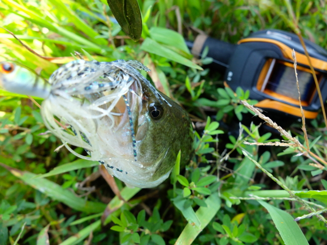 f:id:cippillo:20131014211100j:plain