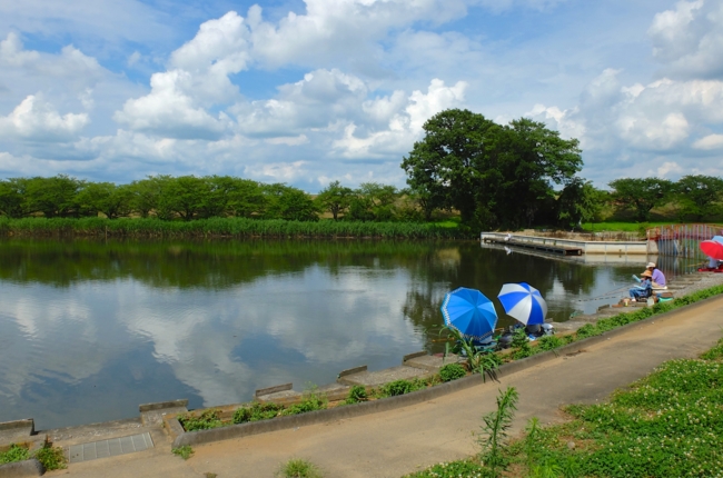 鳥羽井沼（埼玉県川島） - 水辺遍路