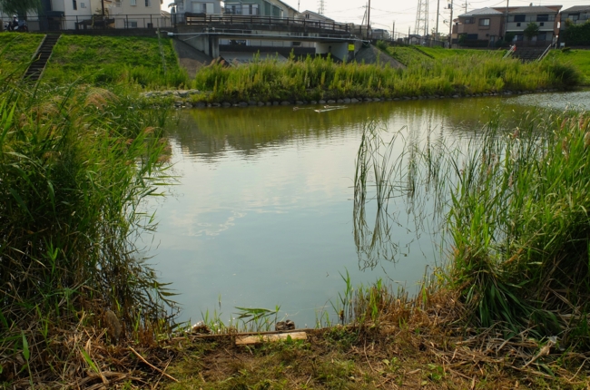 f:id:cippillo:20140919084550j:plain