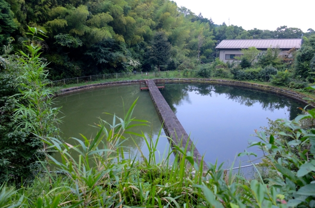 f:id:cippillo:20141011131012j:plain