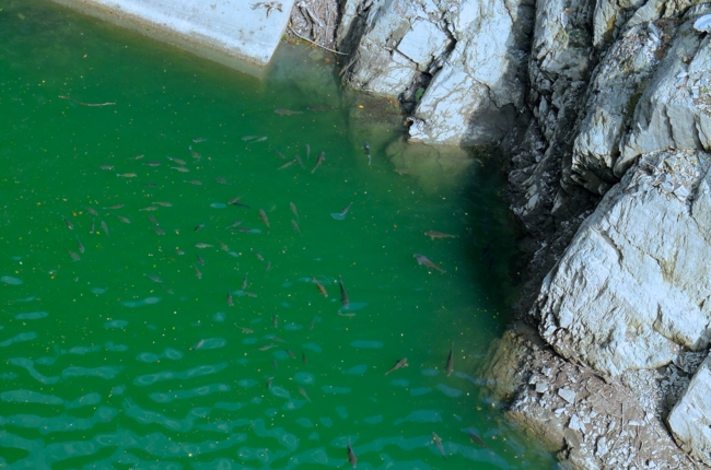 f:id:cippillo:20141012124926j:plain