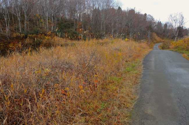 f:id:cippillo:20141118142719j:plain