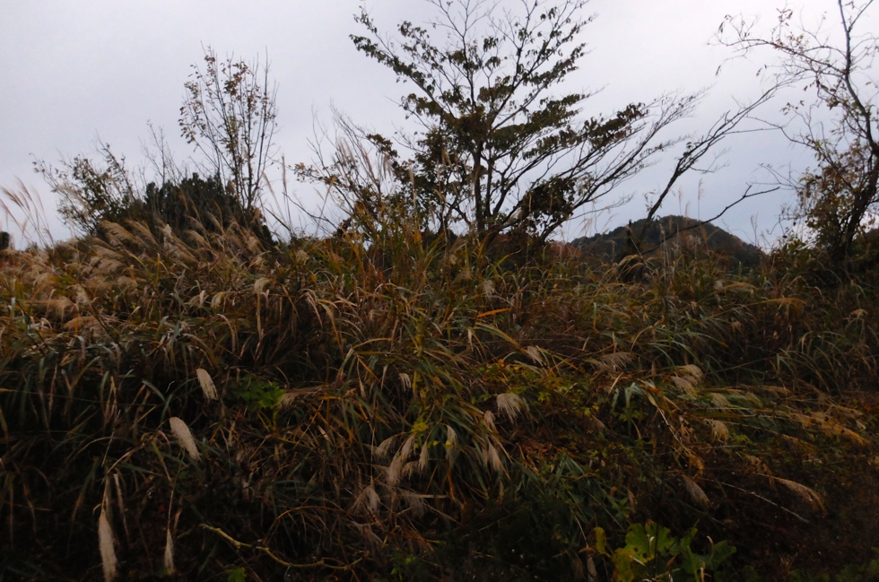 f:id:cippillo:20141212174440j:plain