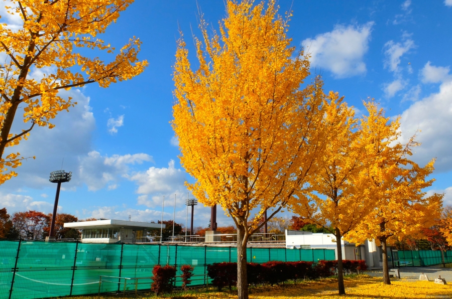 f:id:cippillo:20150106100035j:plain