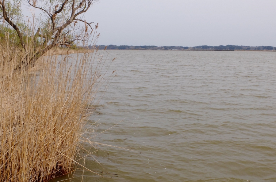 f:id:cippillo:20160519100035j:plain