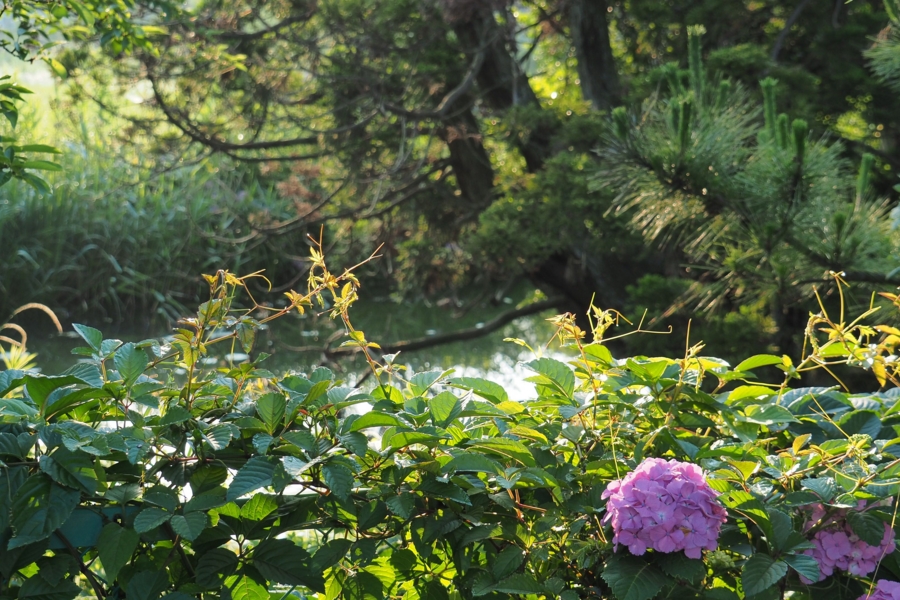 f:id:cippillo:20160625131406j:plain