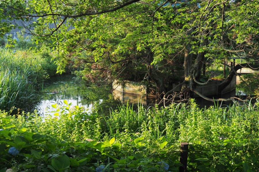 f:id:cippillo:20160625131409j:plain