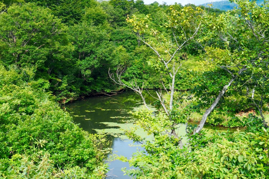 f:id:cippillo:20160906115022j:plain f:id:cippillo:20160906115022j:plain