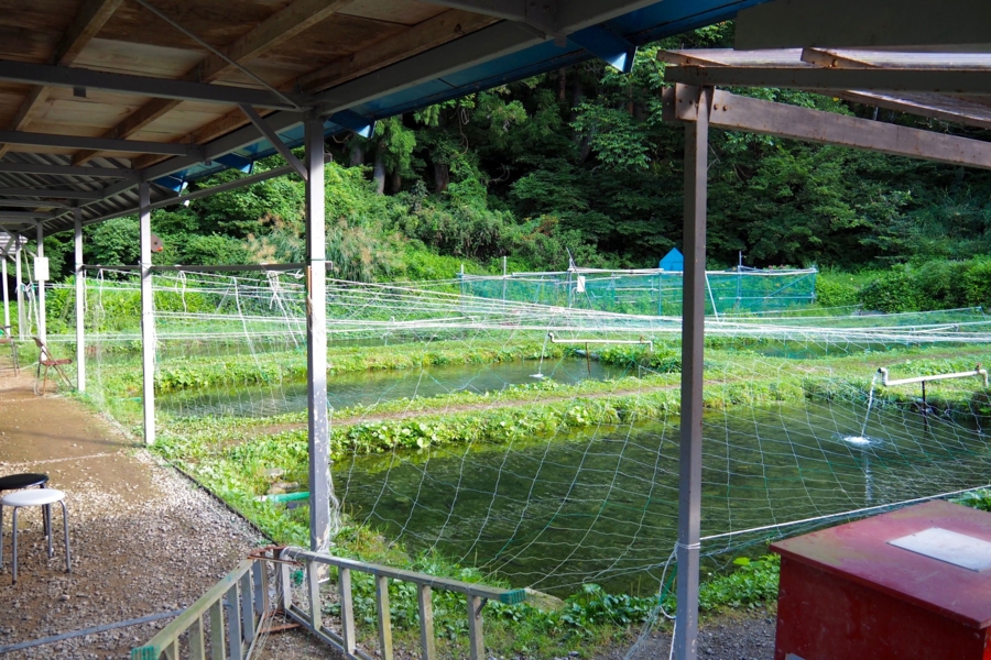 岩ノ沢養魚 新潟県越後湯沢 水辺遍路