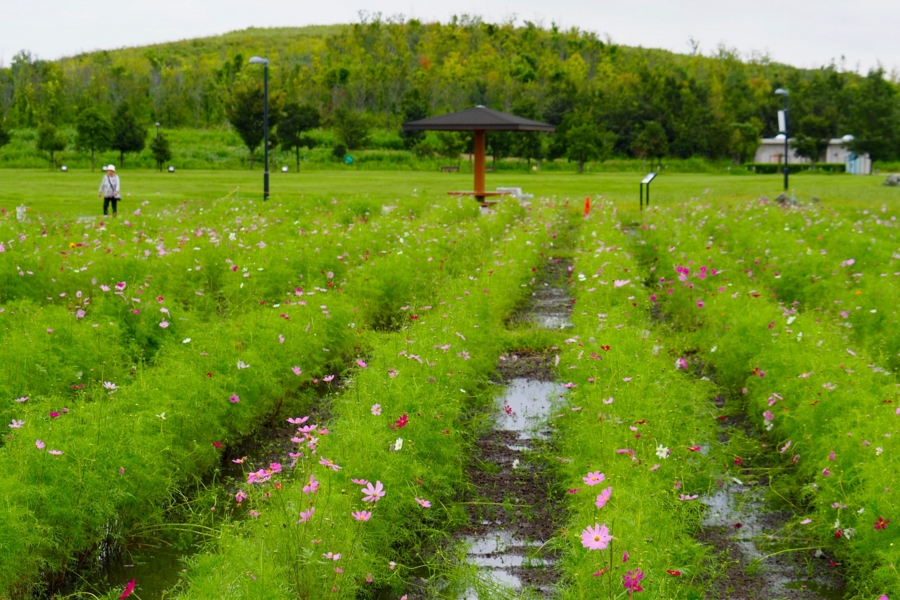 まつぶし緑の丘公園の調整池 埼玉県松伏 水辺遍路
