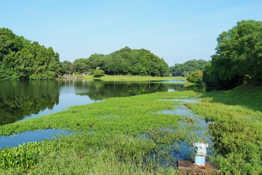 下小原池 鹿児島県鹿屋 水辺遍路
