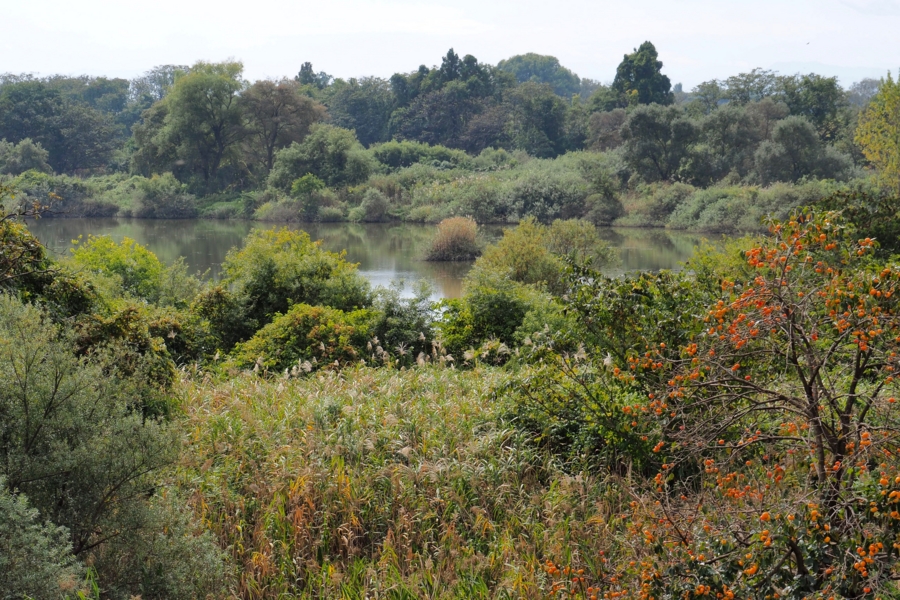 f:id:cippillo:20161017120324j:plain