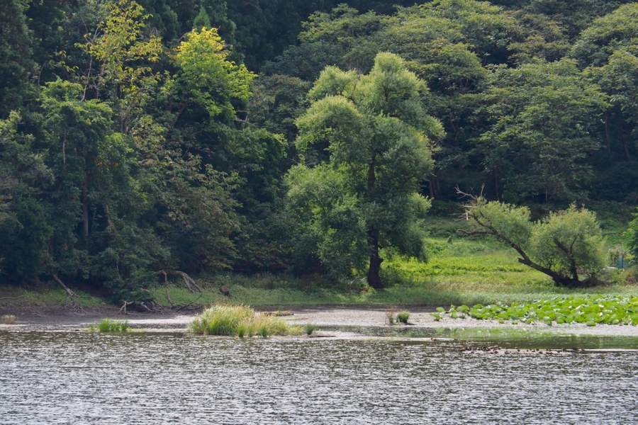 f:id:cippillo:20161017120326j:plain